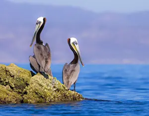 Pair of Brown Pelicans (Pelecanus occidentalis) perching on rock, Baja Peninsula, Sea of Cortez, Gulf of California, Mexico