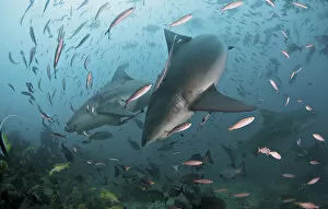 Pair of Bull Sharks