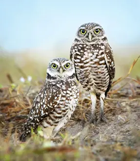 Pair of Burrowing Owls (Athene cunicularia) Standing Outside Their Nest at Cape Coral