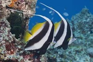 Pair of colorful fish on tropical coral reef