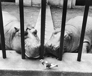 Hippopotamus Prints: Pair of Hippos Watching Pigeon in Zoo