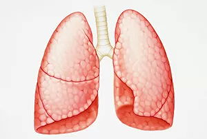 Pair of human lungs