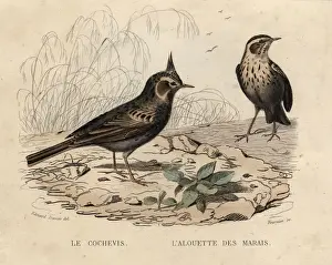 Larks
