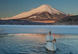 Lake Kawaguchi Prints: A pair of mute swans in Lake Kawaguchi disrupt the reflection of Mt. Fuji, Japan