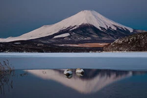 A pair of mute swans in Lake Kawaguchi in the reflection of Mt. Fuji, Japan