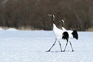 A pair of Red-crowned Cranes, Japanese Cranes or Manchurian Cranes -Grus Japonensis-, during courtship