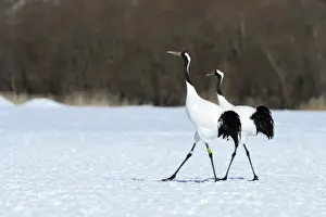Courtship Prints: A pair of Red-crowned Cranes, Japanese Cranes or Manchurian Cranes -Grus Japonensis