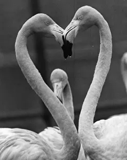 A pair of Rosy flamingoes with their heads together in the shape of heart at Chessington