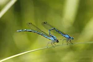 Odonate Gallery: Pairing of Common Blue Damselflies (Enallagma cyathigerum) with parasitic mites, Bavaria, Germany