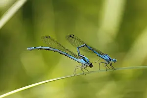 Mating Prints: Pairing of Common Blue Damselflies (Enallagma cyathigerum) with parasitic mites