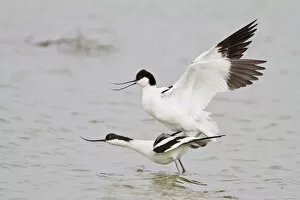 Images Dated 9th May 2012: Pairing of two Pied Avocets -Recurvirostra avosetta-, Texel, The Netherlands