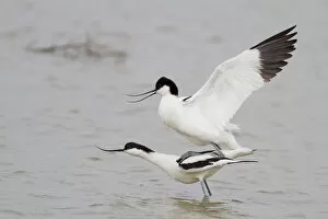 Images Dated 9th May 2012: Pairing of two Pied Avocets -Recurvirostra avosetta-, Texel, The Netherlands