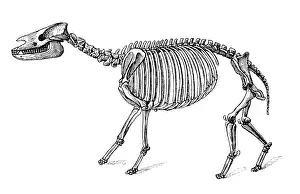 Beast Prints: Palaeotherium ( old beast ) is an extinct genus of primitive perissodactyl ungulate