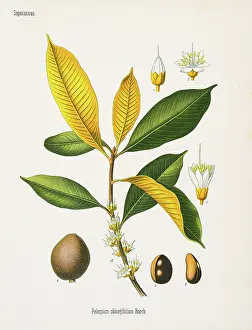 Palaquium oblongifolium Chromolithography 1887