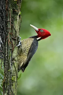 Images Dated 10th August 2016: Pale-billed Woodpecker