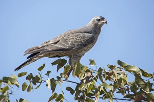 Images Dated 23rd May 2012: Pale chanting goshawk -Melierax canorus-, juvenile, Etosha National Park, Namibia, Africa