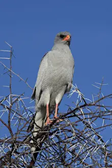 Pale Chanting-Goshawk -Melierax canorus argentior-, Etosha National Park, Namibia