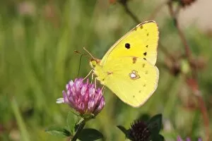 Images Dated 9th August 2013: Pale Clouded Yellow -Colias hyale-, male butterfly on Red Clover -Trifolium pratense