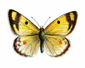 Colourful Butterflies Gallery: Pale clouded yellow, Colias hyale, Butterfly, Insects, Wildlife art