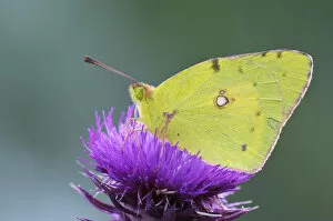 Images Dated 15th June 2009: Pale Clouded Yellow -Colias hyale- on a flower, Bulgaria