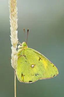 Pale Clouded Yellow -Colias hyale- on a grass seed head, Bulgaria