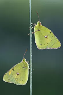 Images Dated 15th June 2009: Two Pale Clouded Yellows on a blade of grass, Golden Eight -Colias hyale-, Bulgaria