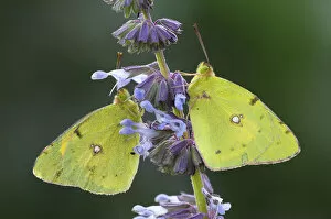 Images Dated 15th June 2009: Two Pale Clouded Yellows -Colias hyale-, Bulgaria