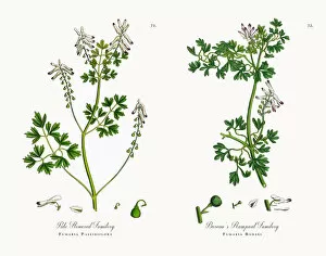 Images Dated 15th November 2017: Pale Flowered Fumitory, Fumaria Pallidiflora, Victorian Botanical Illustration, 1863