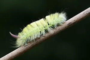 Images Dated 20th September 2014: Pale Tussock -Calliteara pudibunda-, caterpillar, Emsland, Lower Saxony, Germany