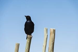 Images Dated 6th September 2012: Pale-winged Starling -Onychognathos nabouroup- perched on pole, Fishriver Canyon, Namibia
