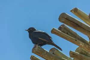 Images Dated 6th September 2012: Pale-winged Starling -Onychognathus nabouroup- on bamboo, Fish River Canyon, Namibia