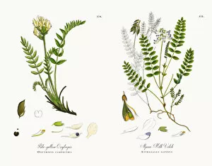 Images Dated 12th December 2017: Pale-yellow Oxytropis, Oxytropis campestris, Victorian Botanical Illustration, 1863