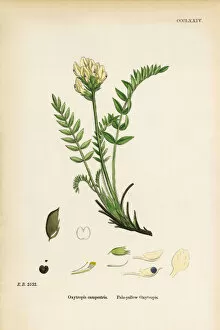 Images Dated 12th June 2017: Pale-yellow Oxytropis, Oxytropis campestris, Victorian Botanical Illustration, 1863
