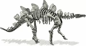 Paleontology Illustrations, 490801428