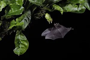 Images Dated 27th August 2018: Pallass Long-Tongued Bat (Glossophaga soricina)