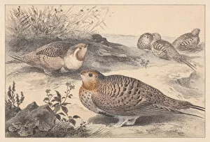 Wild Animal Gallery: Pallass sandgrouse (Syrrhaptes paradoxus), hand-colored lithograph, published in 1889