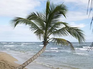 Palm -Arecaceae- on the beach of Punta Uva, Puerto Viejo de Talamanca, Costa Rica, Central America