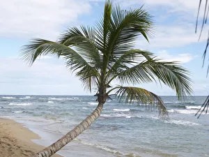 Images Dated 31st October 2012: Palm -Arecaceae- on the beach of Punta Uva, Puerto Viejo de Talamanca, Costa Rica, Central America