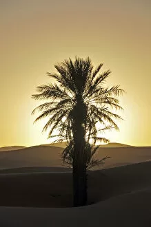 Palm with backlighting at sunset, desert, sand dune of Erg Chebbi, Morocco, Africa