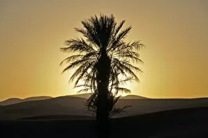Images Dated 16th May 2010: Palm with backlighting at sunset, desert of Erg Chebbi, Morocco, Africa, PublicGround