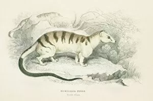 Images Dated 23rd May 2015: Palm Civet Hemigalus engraving 1855