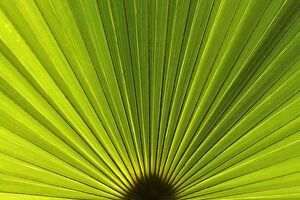 Palm Leaf Collection: Detail of a palm frond of a fan palm