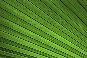 Palm Leaf Collection: Palm frond, palm leaf, detailed view, Mainau island, Baden-Wuerttemberg, Germany, Europe