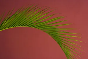 Palm Leaf Collection: Palm frond against a red background, Puerto Rico