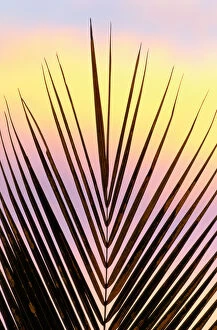 Palm Leaf Collection: Palm fronds at sunset, Madagascar