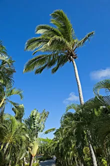 Images Dated 23rd January 2011: Palm grove in Saint Lucia, Caribbean