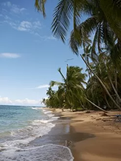 Palm grove on the secluded beach of Punta Uva, Puerto Viejo de Talamanca, Costa Rica, Central America