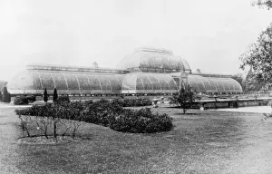 Greenhouse Prints: The Palm House