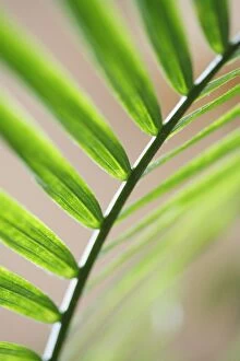 Images Dated 13th April 2016: A palm leaf