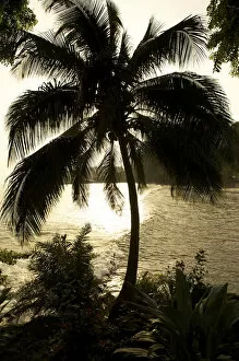 Evening Light Gallery: Palm against the light, Ambas Bay, Limbe, Cameroon, Africa